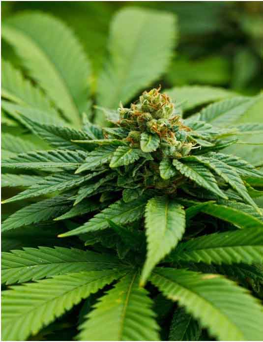 Marijuana Myths