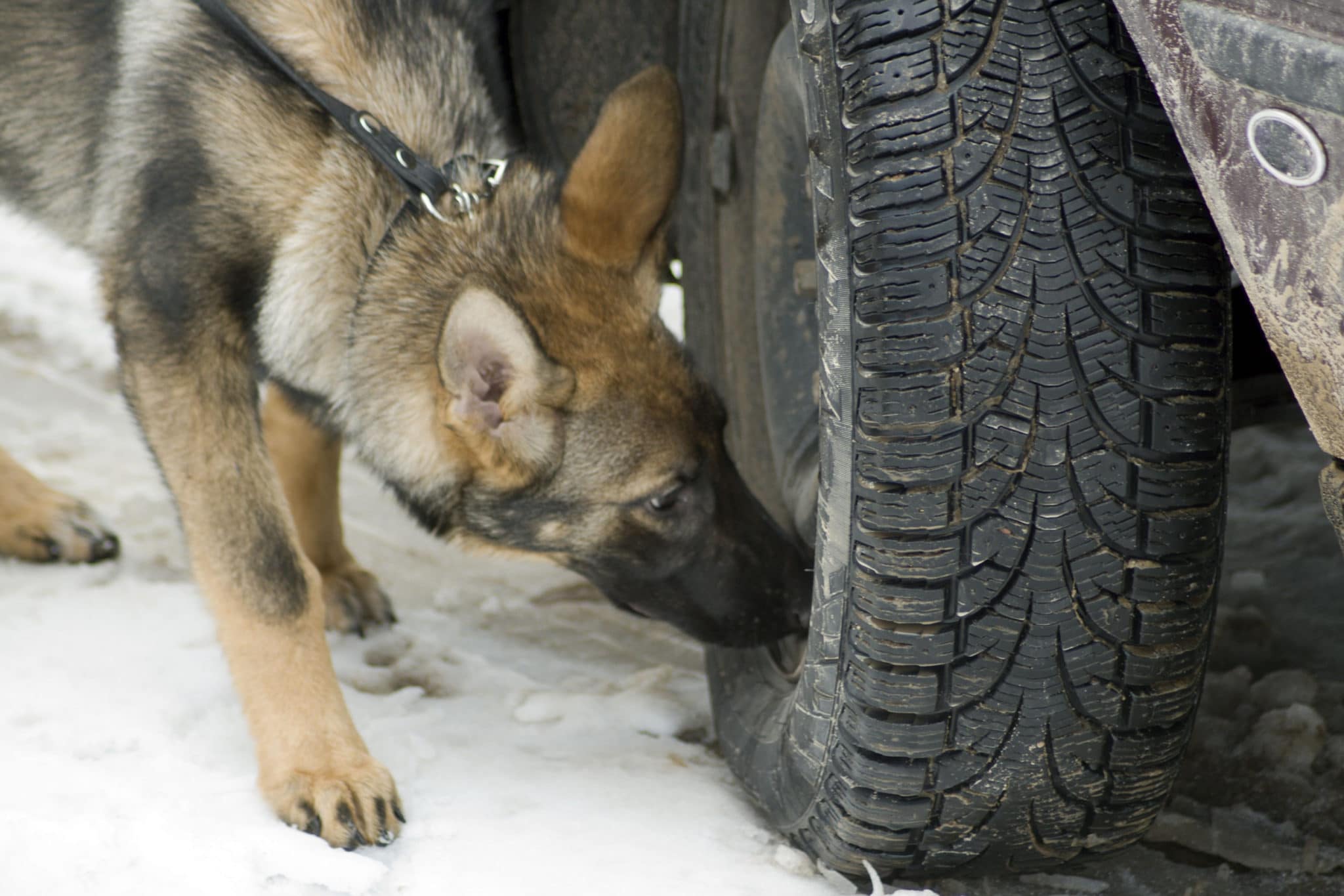 Are Drug Sniffing Dogs Legal in Illinois?