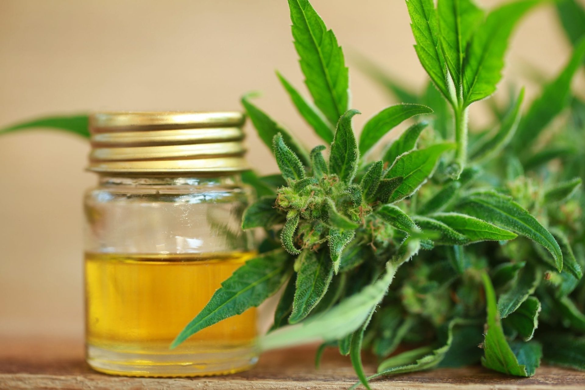 The Difference Between CBD from Hemp and Marijuana