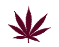 Possession of Cannabis / Marijuana