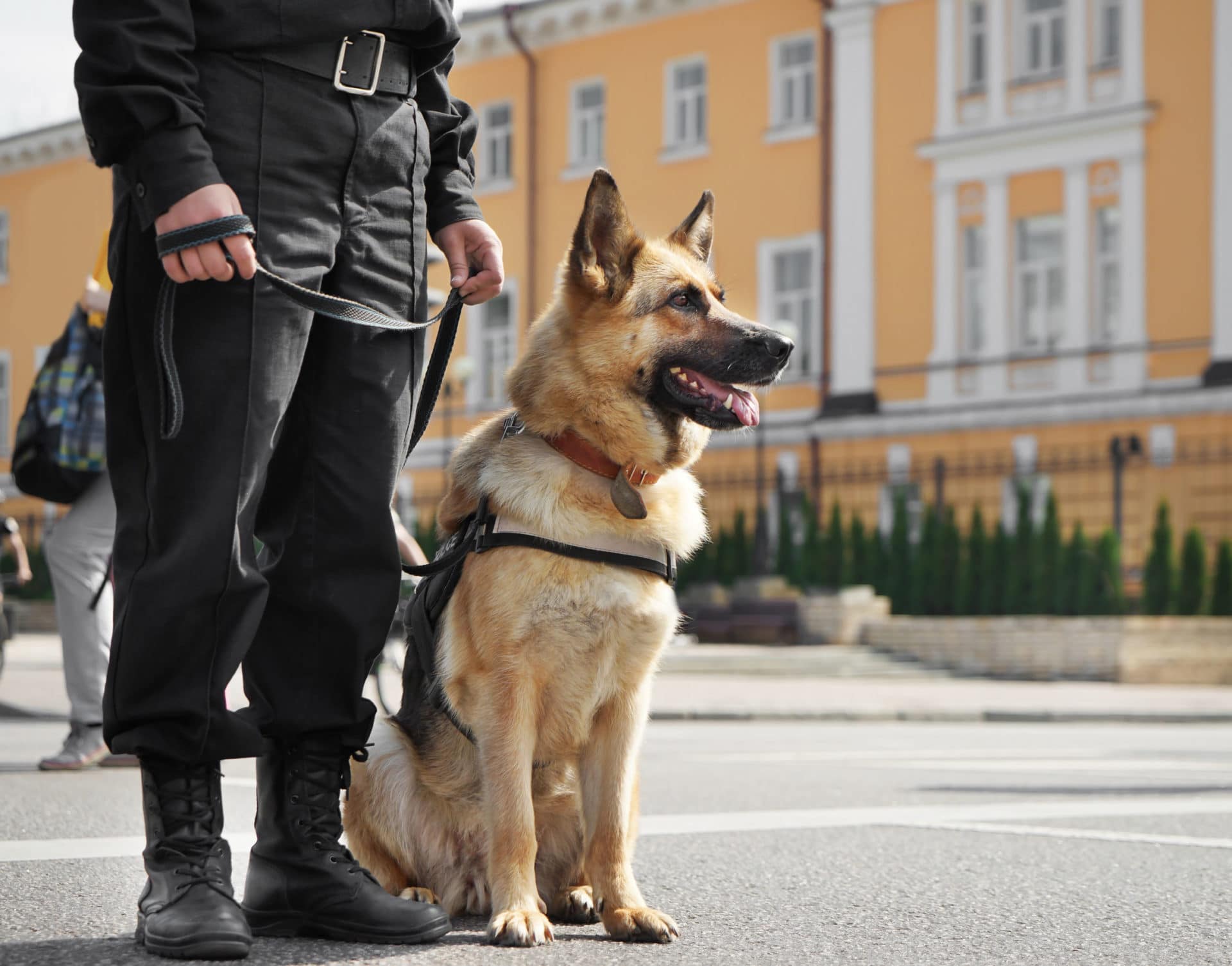 Can Drug Dogs Sniff You in Illinois Public Places?