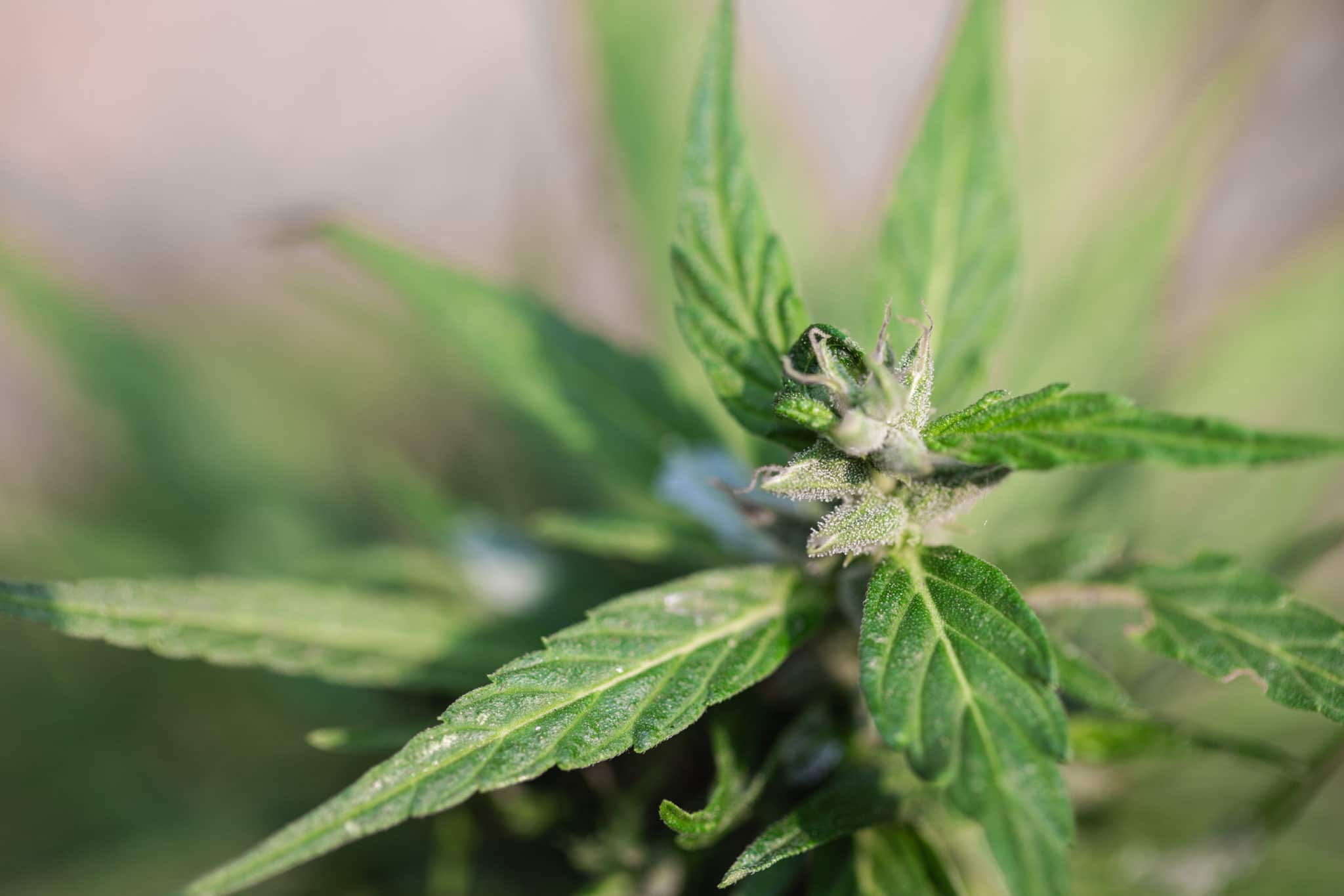 Can You Legally Grow Marijuana In Illinois? 